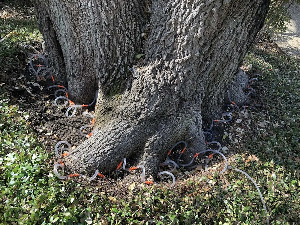 Detailed Shrub and Hedge Trimming job site in Rosine