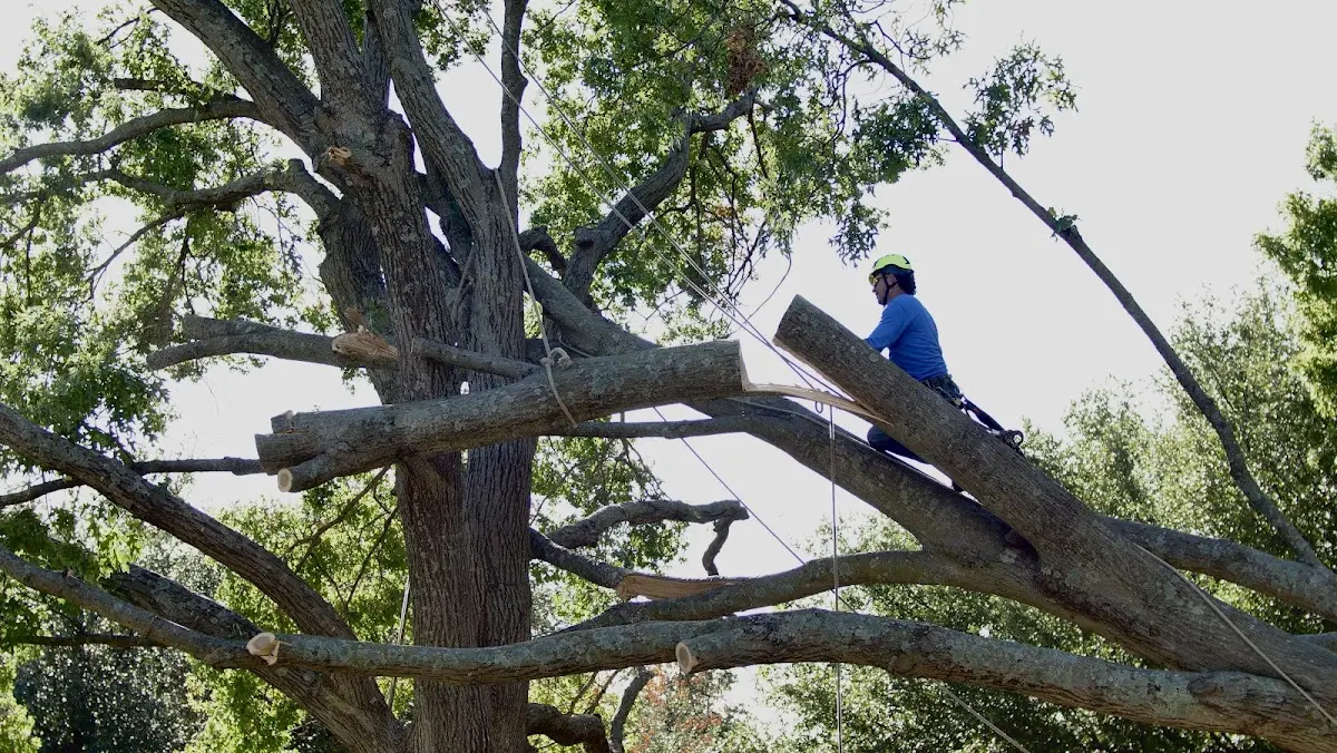 Professional Crown Thinning performed by certified arborists in Rosine